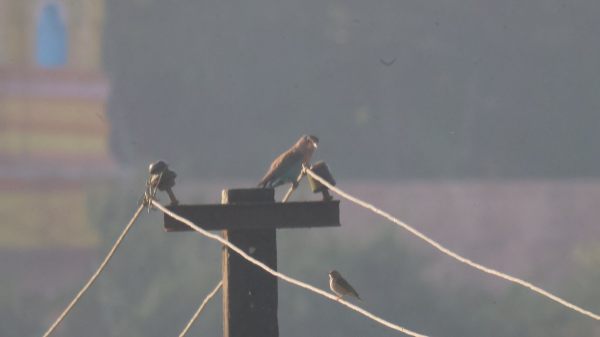 Carraca India - ML646829595