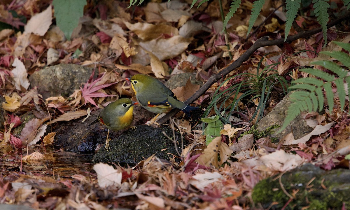 Leiótrix Piquirrojo - ML646829596