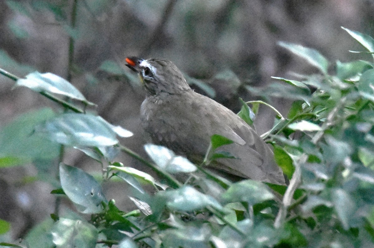 Bulbul Cejiblanco - ML646829597