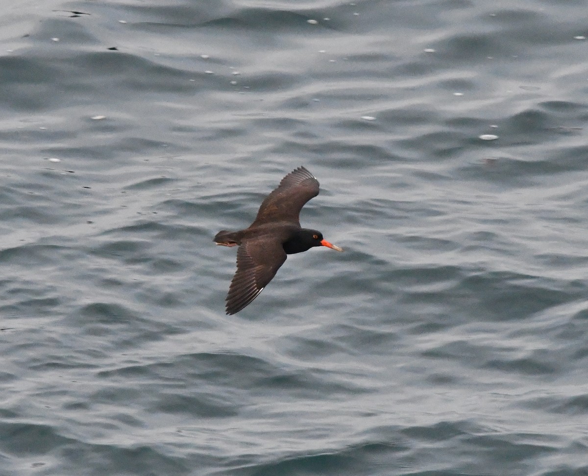 クロミヤコドリ - ML646829598