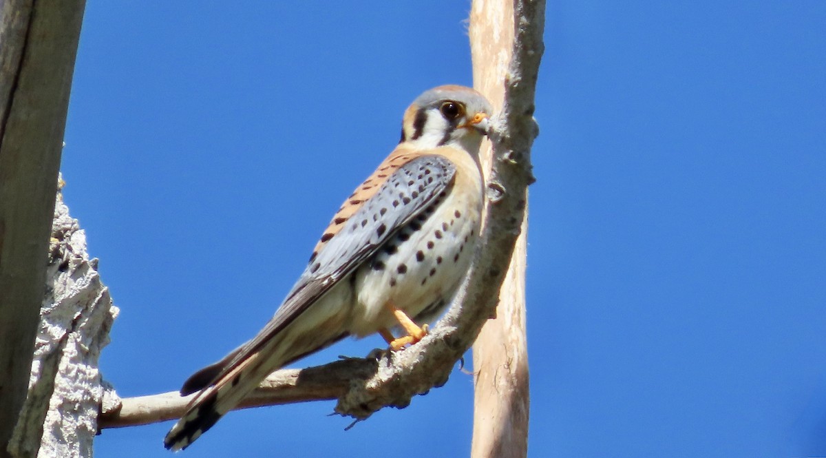 Cernícalo Americano - ML646829599