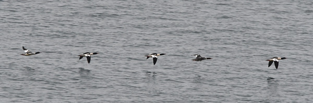 カワアイサ（americanus） - ML646829600