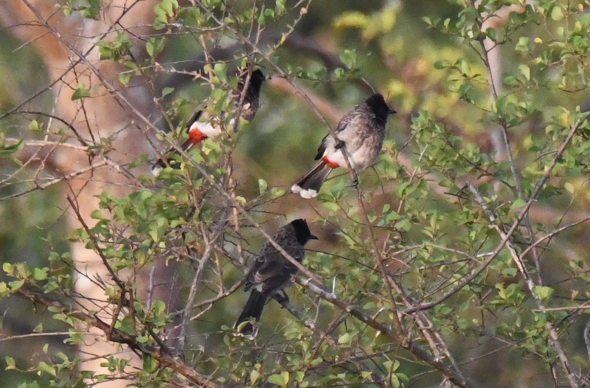 Bulbul Cafre - ML646829601