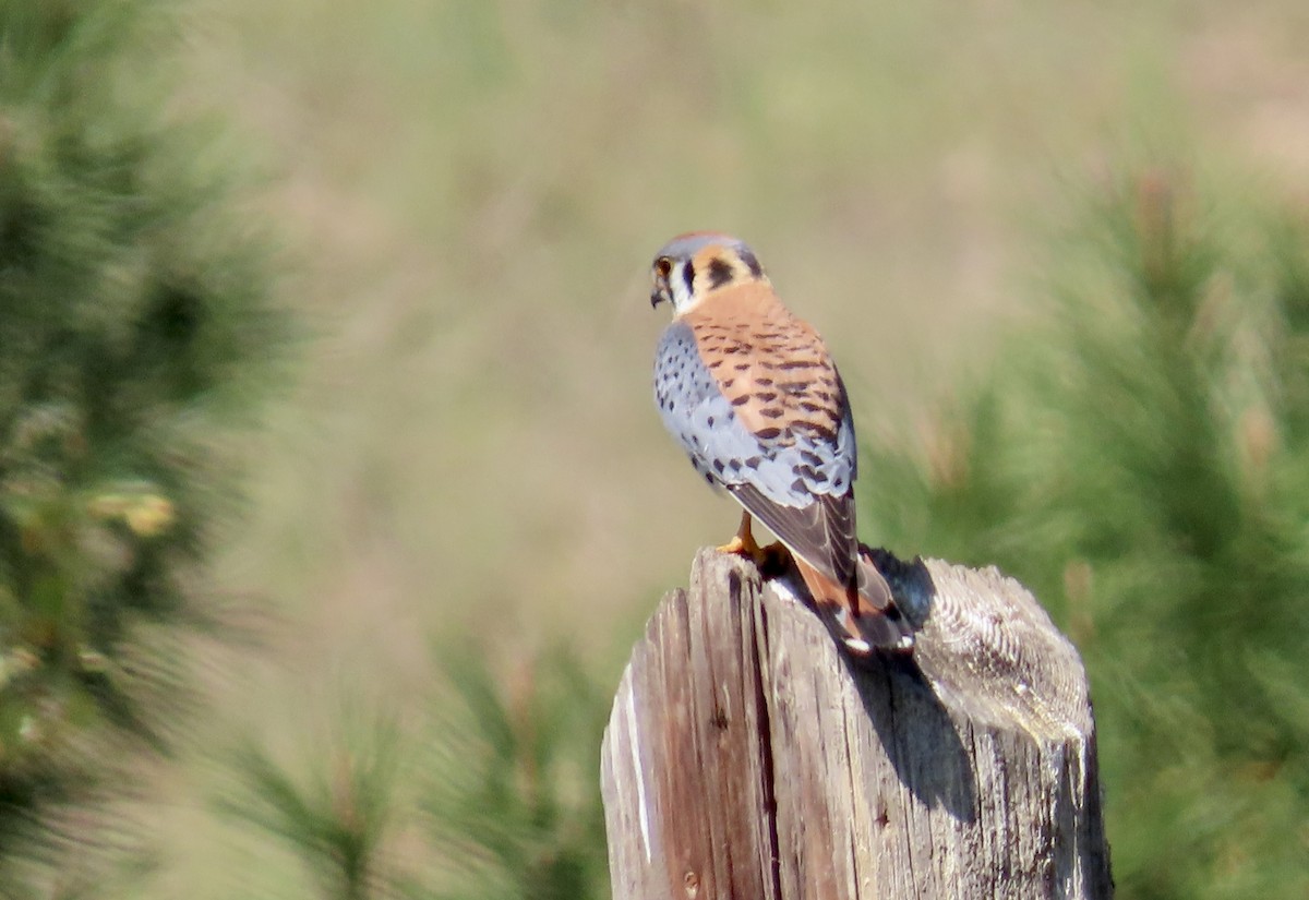 Cernícalo Americano - ML646829602
