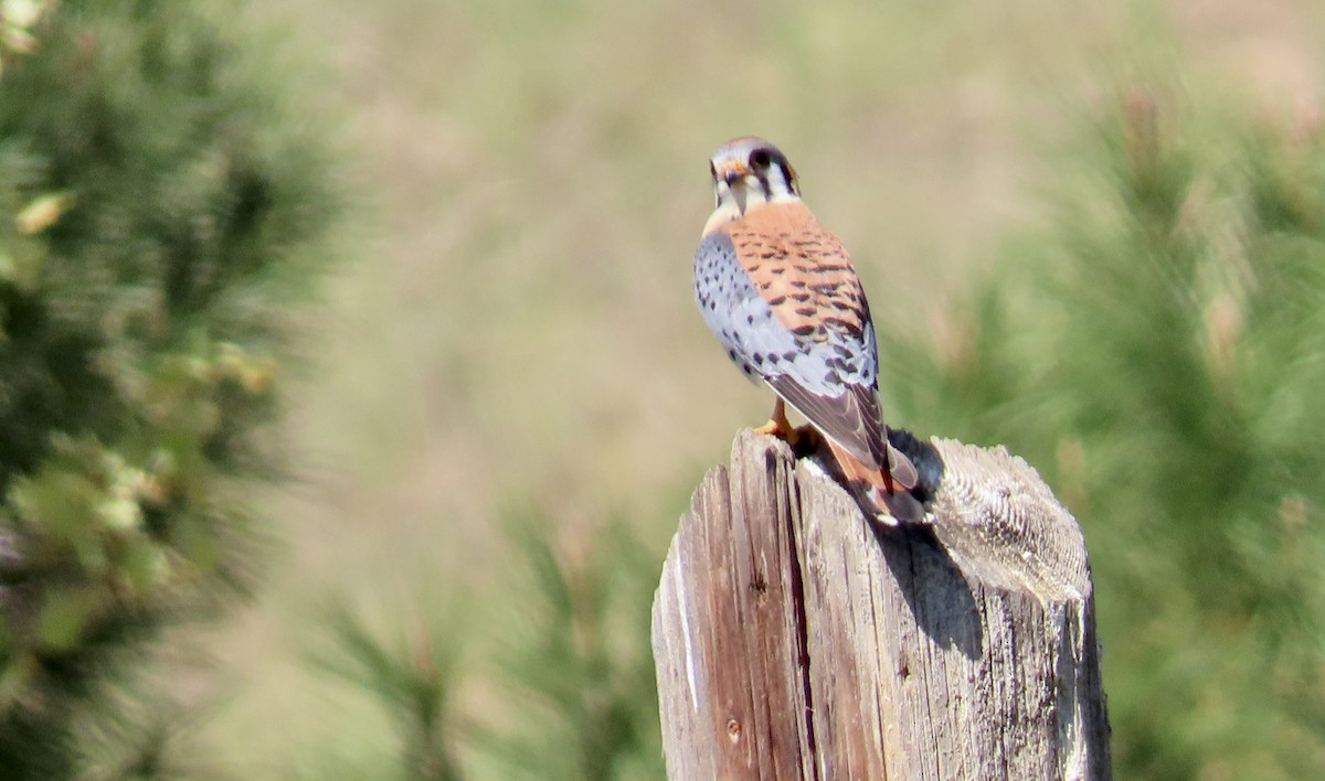 Cernícalo Americano - ML646829603