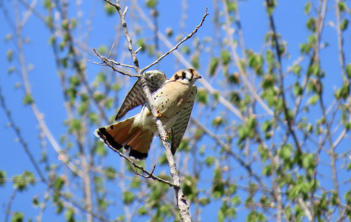 Cernícalo Americano - ML646829604