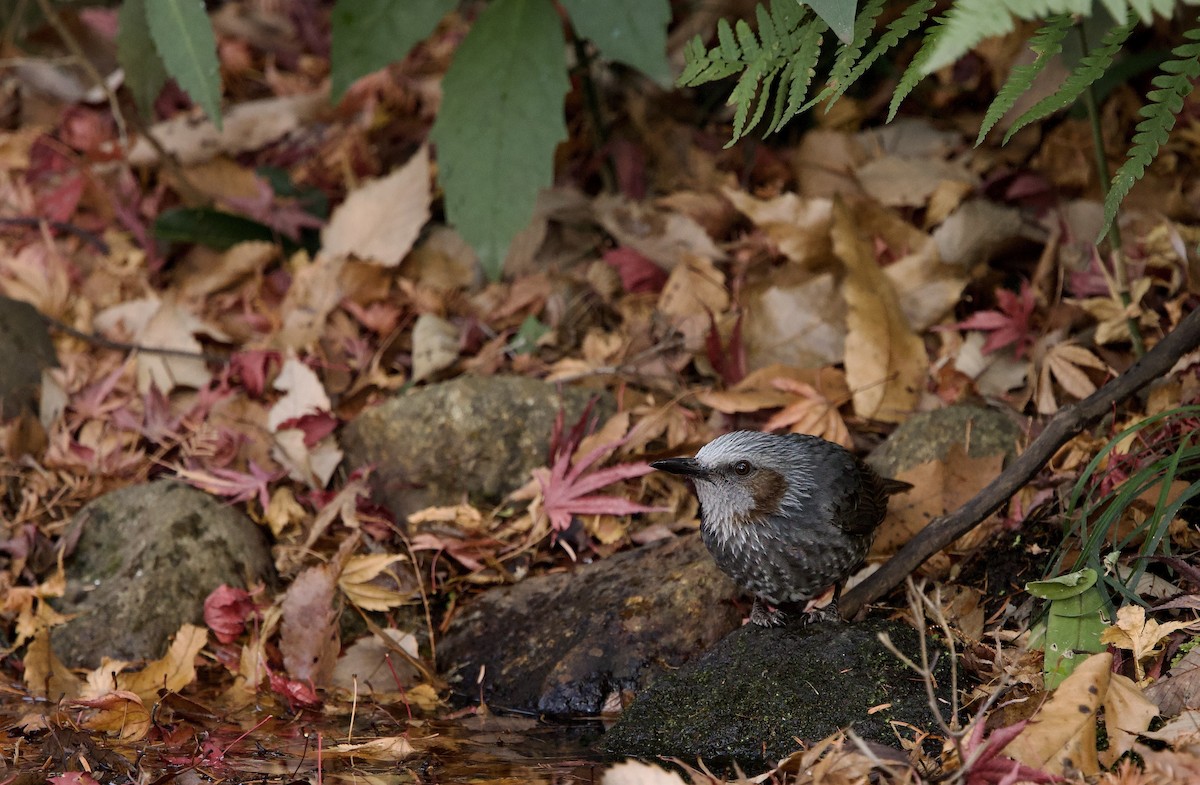 Bulbul Orejipardo - ML646829605