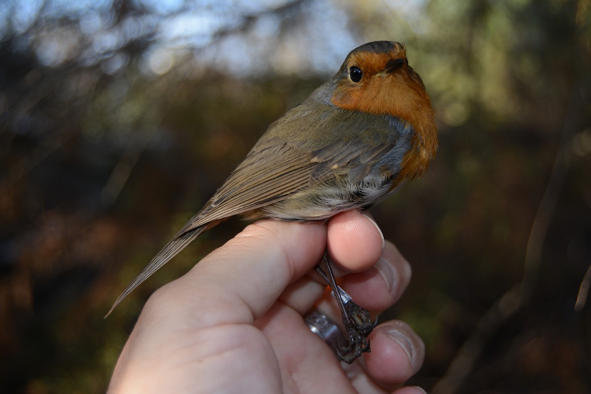 Petirrojo Europeo - ML646829606