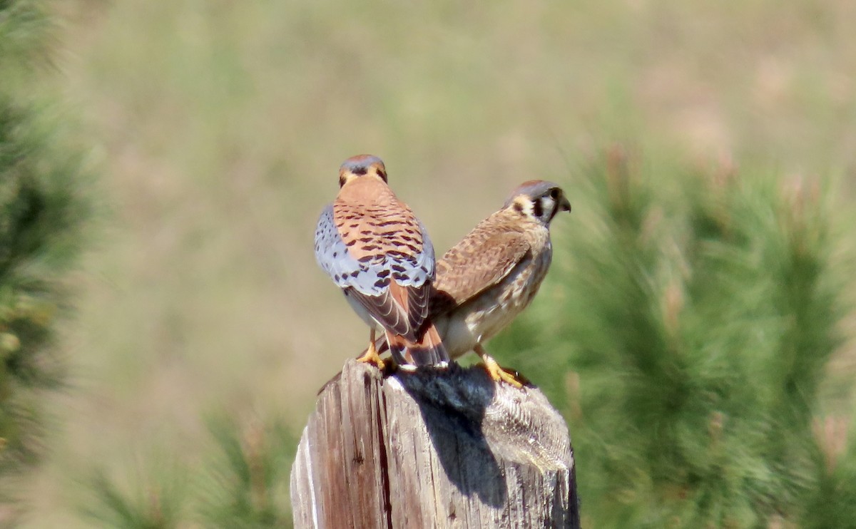 Cernícalo Americano - ML646829607