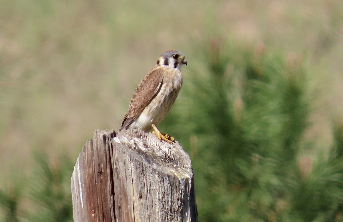 Cernícalo Americano - ML646829608
