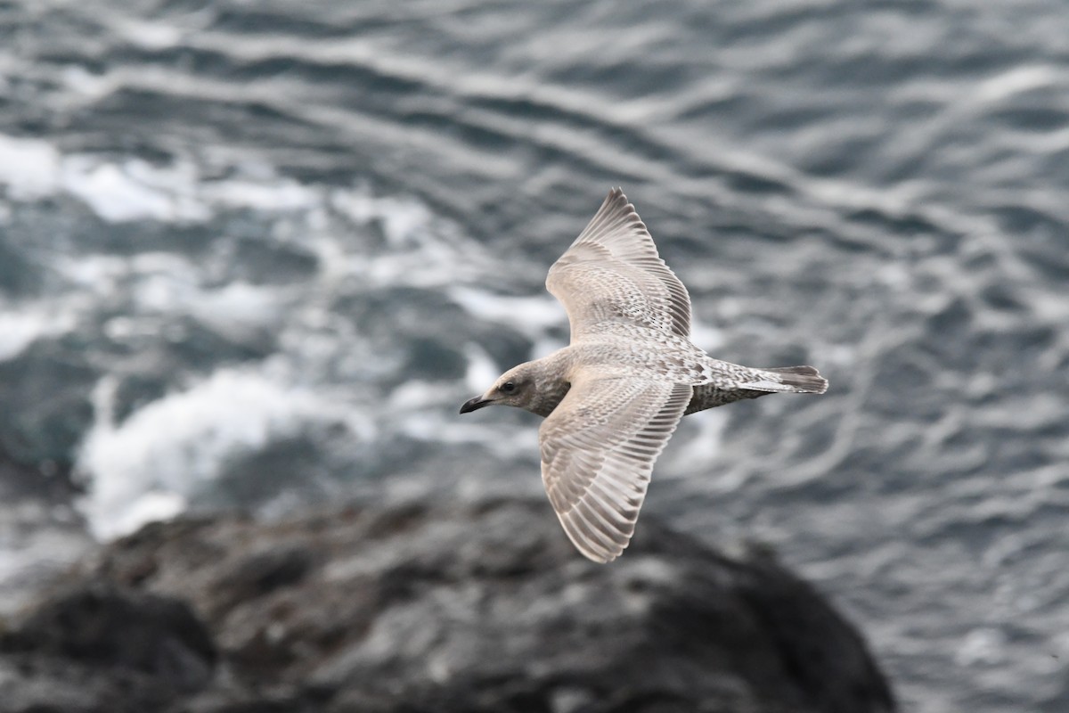 アイスランドカモメ（亜種 カナダカモメ） - ML646829609