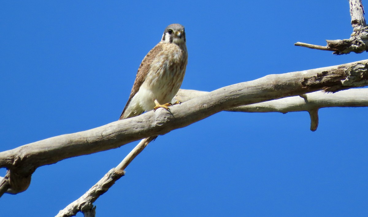 Cernícalo Americano - ML646829611