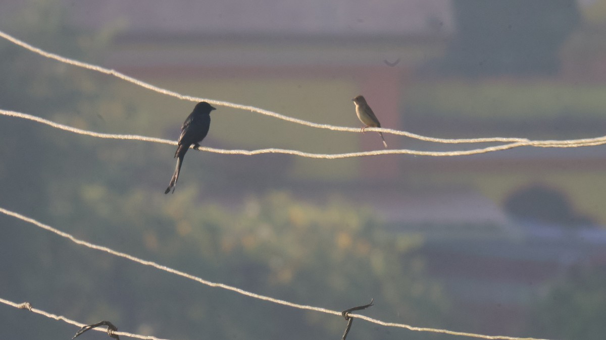 Drongo Real - ML646829612