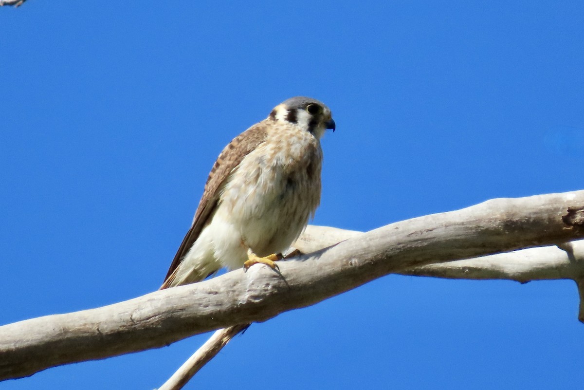 Cernícalo Americano - ML646829613