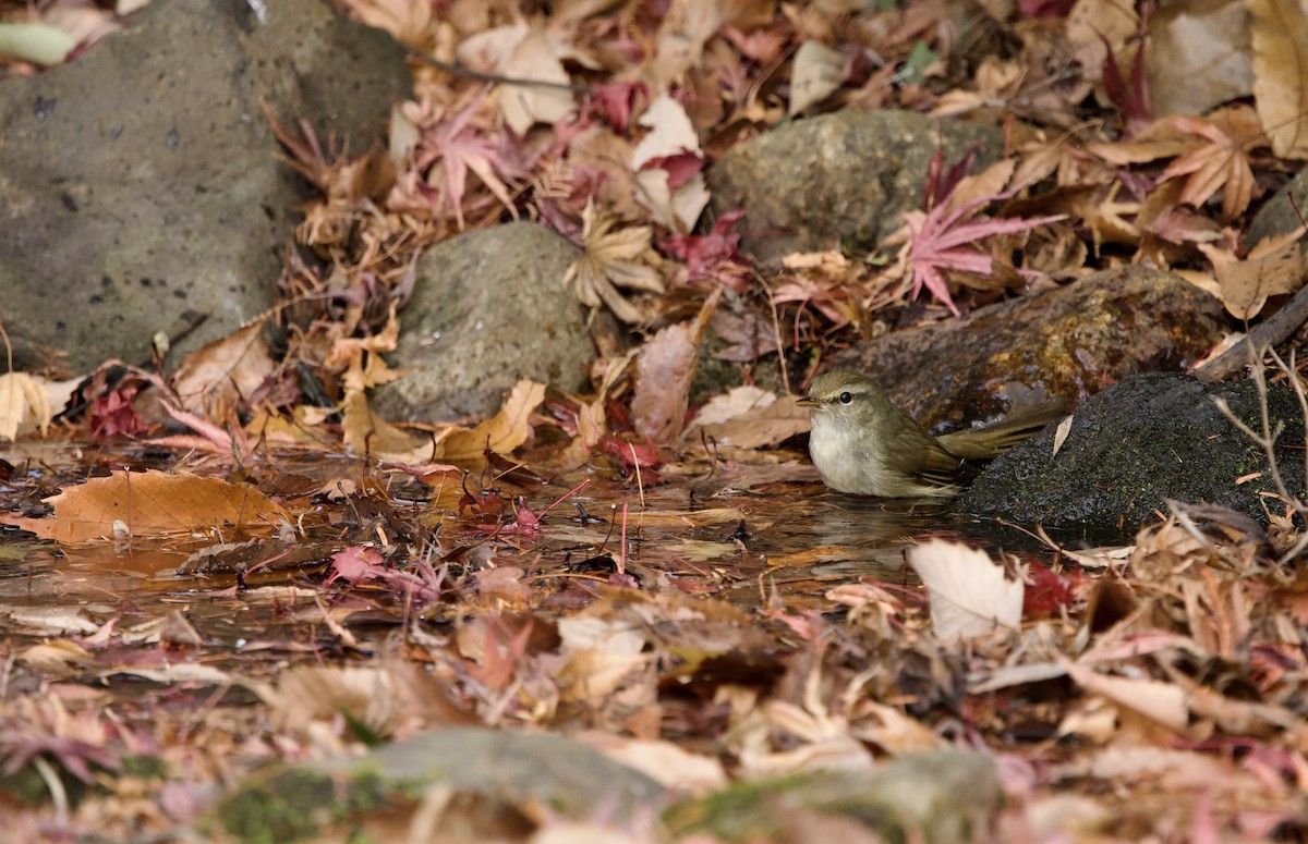 Cetia Japonesa - ML646829614