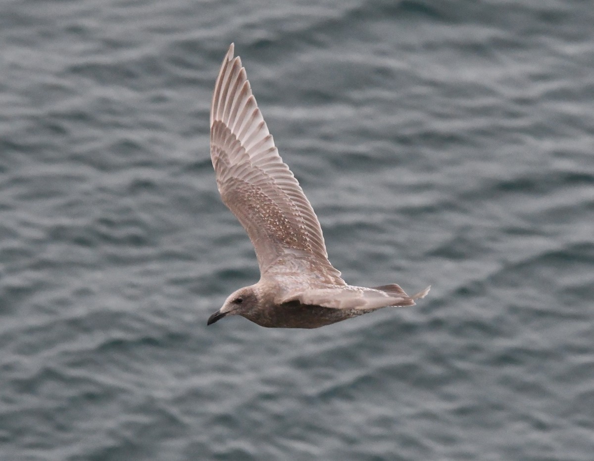 雑種 アメリカオオセグロカモメ ｘ ワシカモメ - ML646829615