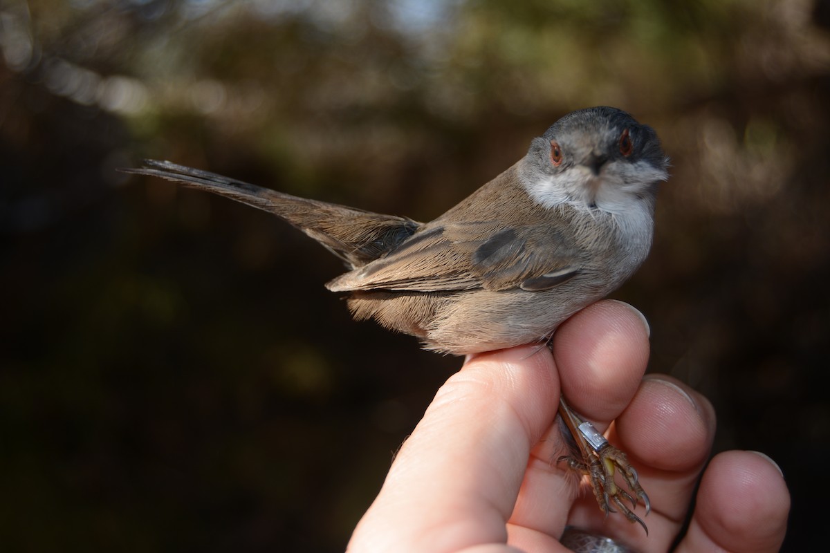 Sardinian Warbler - ML646829616