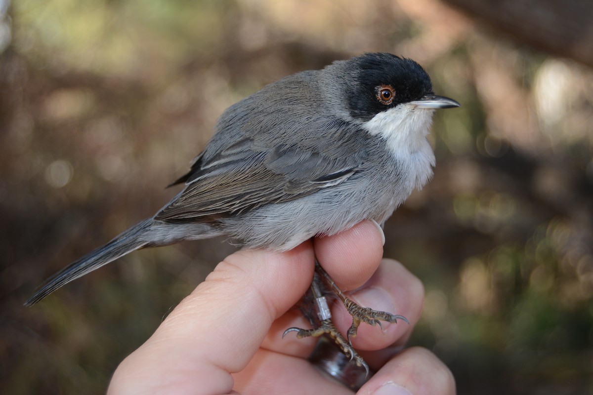 Sardinian Warbler - ML646829617