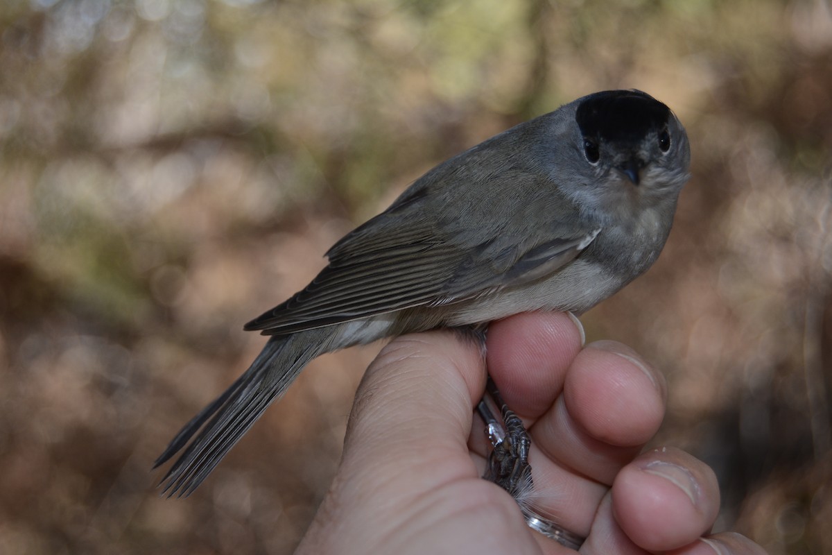 Curruca Capirotada - ML646829618