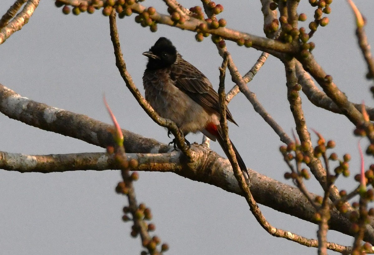 Bulbul Cafre - ML646829619