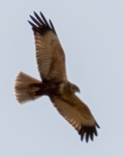 Aguilucho Lagunero Occidental - ML646829620