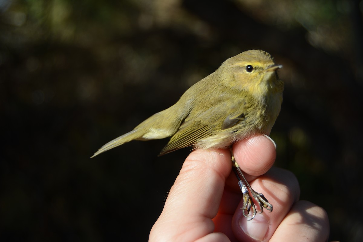 Mosquitero Común - ML646829621