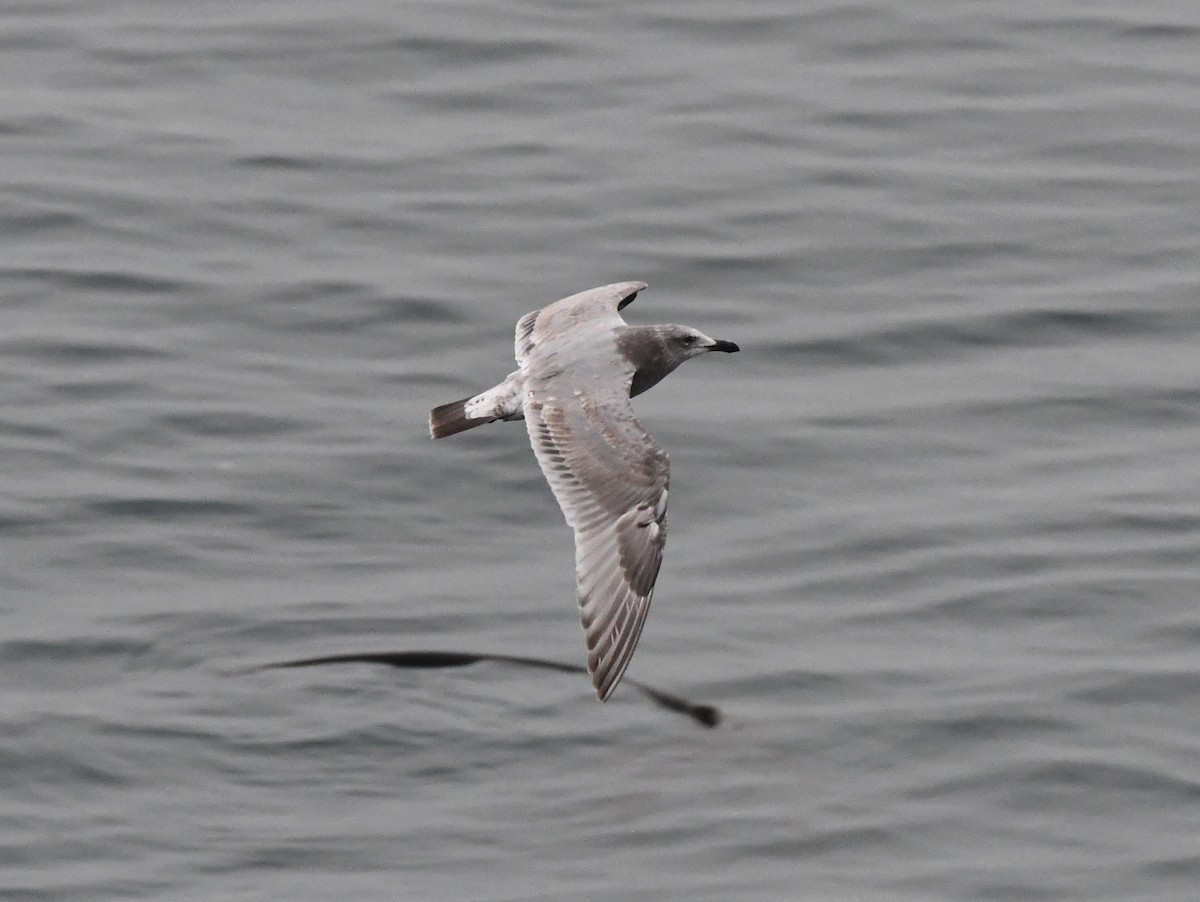 雑種 アメリカオオセグロカモメ ｘ ワシカモメ - ML646829623