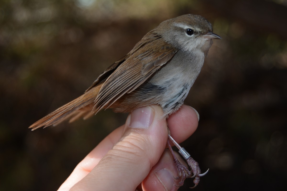 Cetti's Warbler - ML646829624