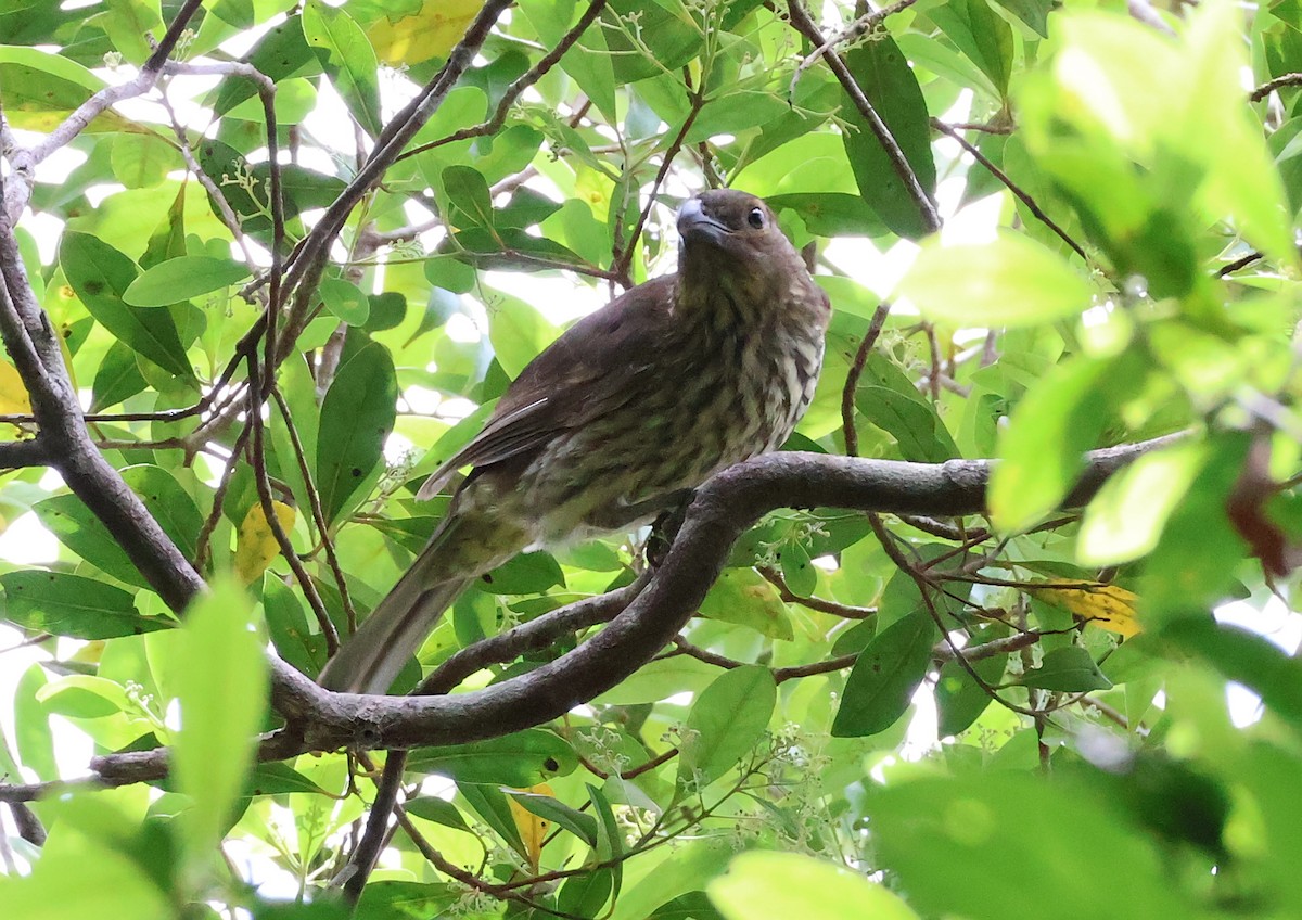 ハバシニワシドリ - ML646829625