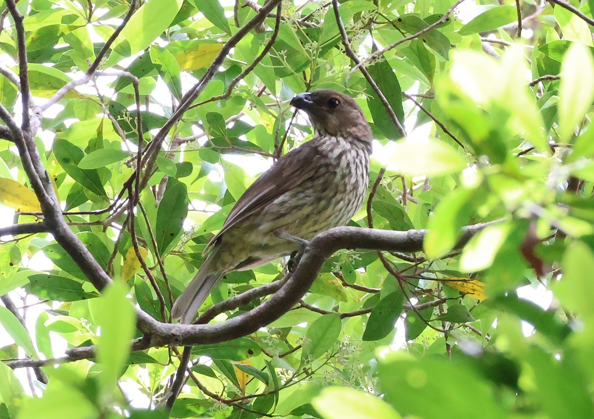 Pergolero Dentado - ML646829628