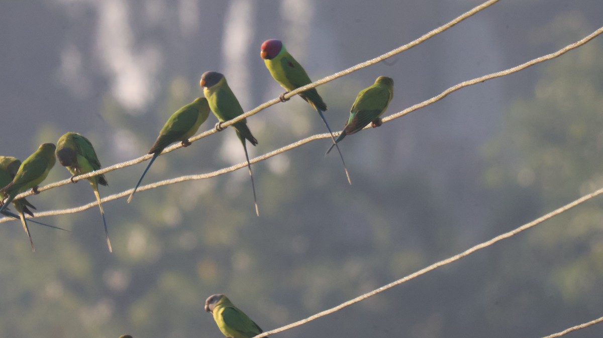 Cotorra Cabeciazul - ML646829629