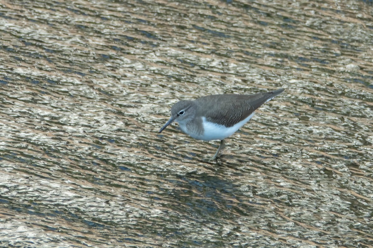 イソシギ - ML646829630