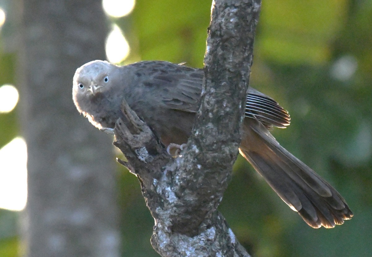 キバシヤブチメドリ - ML646829631