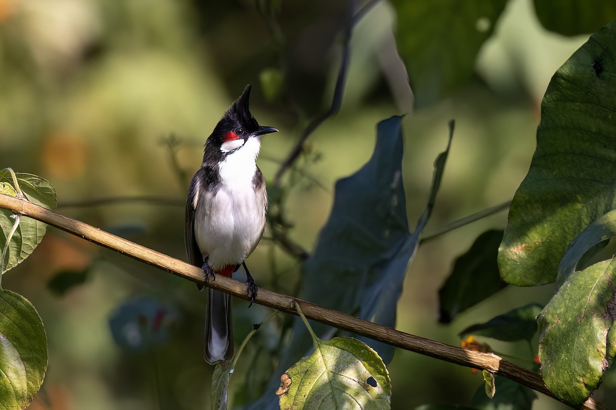 コウラウン - ML646829632