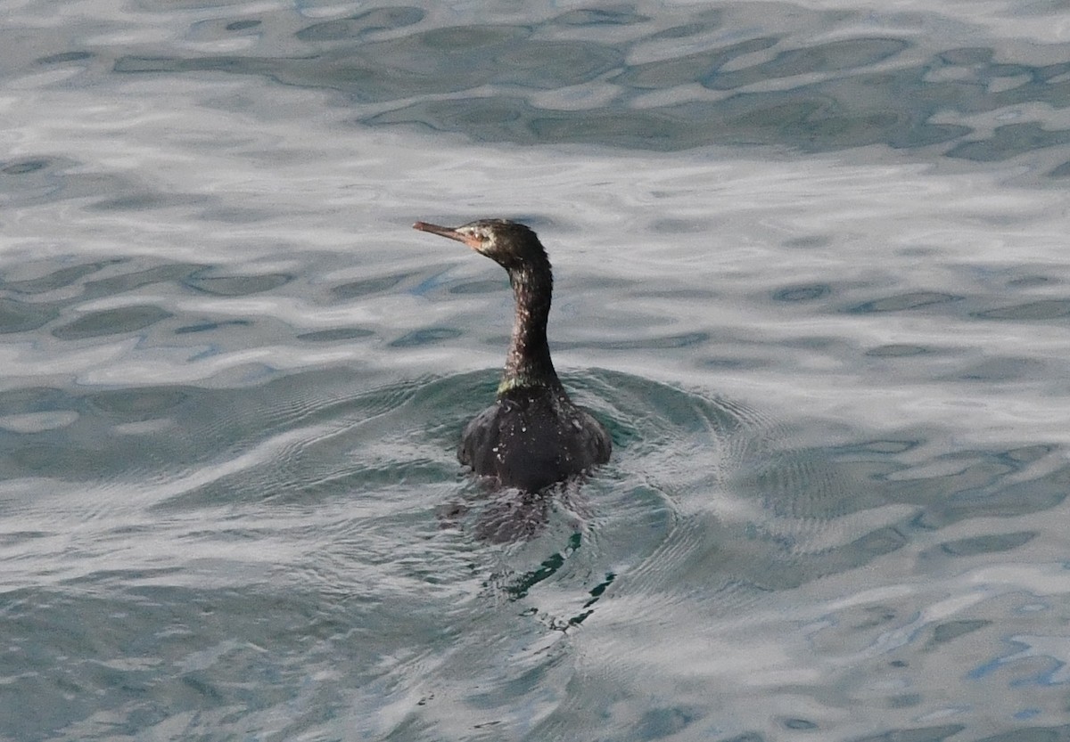 ヒメウ - ML646829633