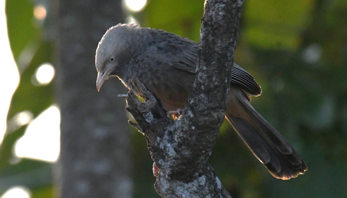 キバシヤブチメドリ - ML646829634