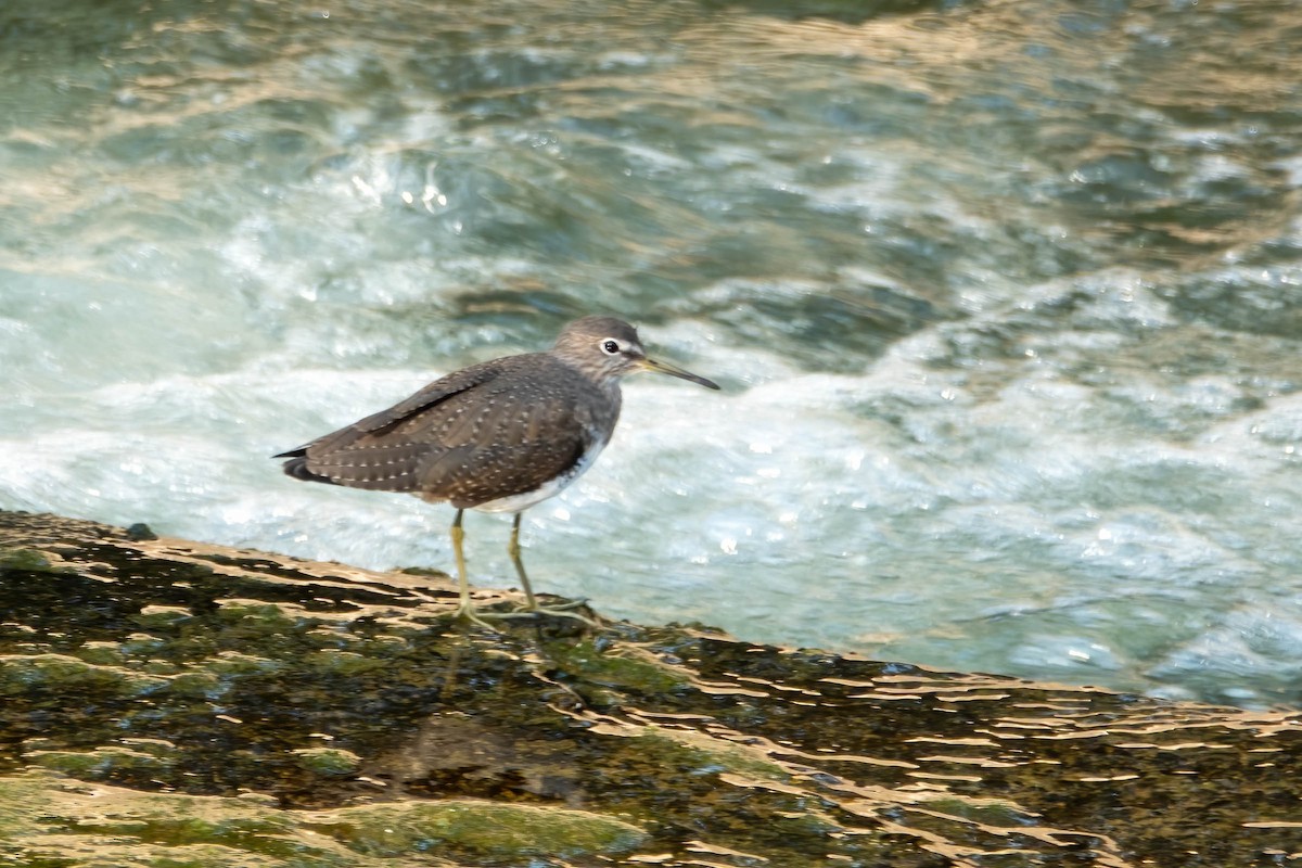 クサシギ - ML646829635