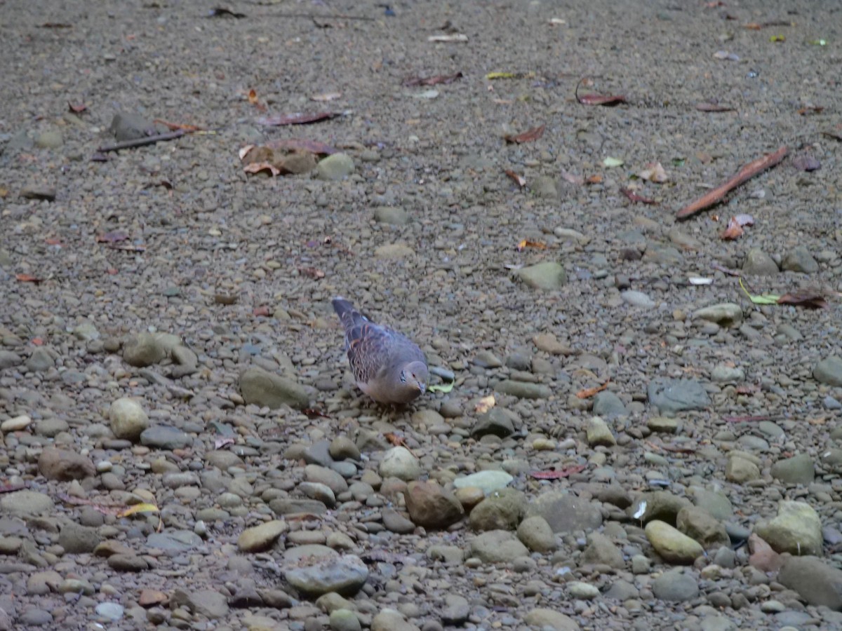 hrdlička východní - ML646829636