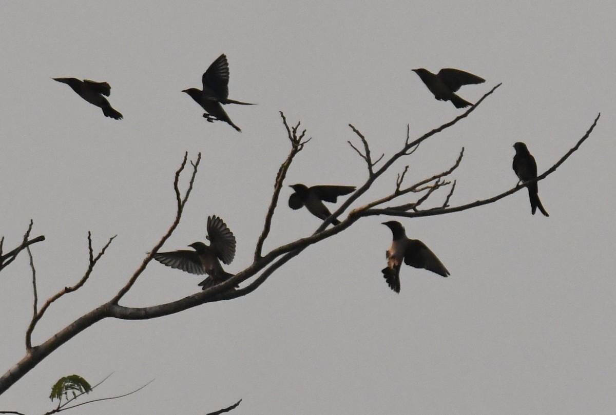 Rosy Starling - ML646829638