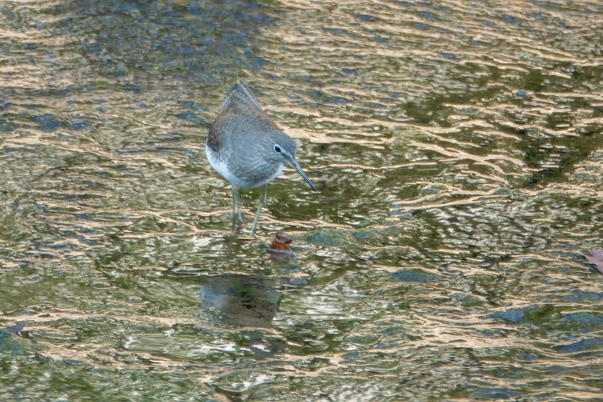 クサシギ - ML646829639