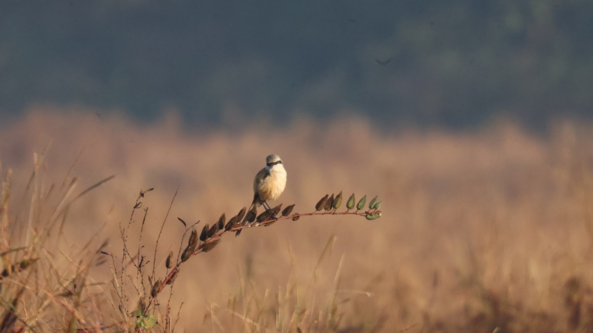 Alcaudón Schach - ML646829640