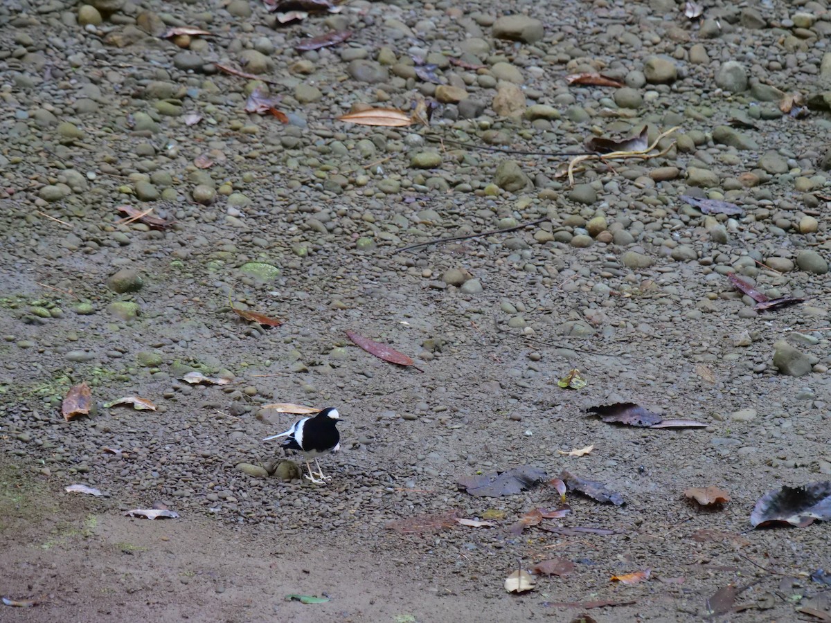 小剪尾 - ML646829643