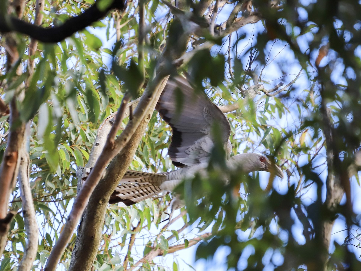 Channel-billed Cuckoo - ML646829645