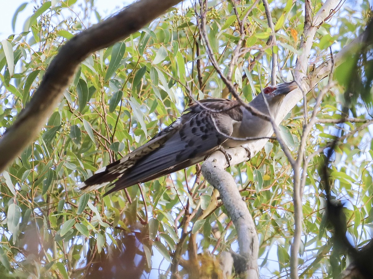 Channel-billed Cuckoo - ML646829646