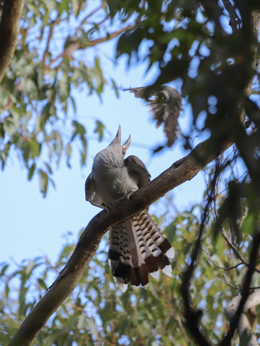 Channel-billed Cuckoo - ML646829647
