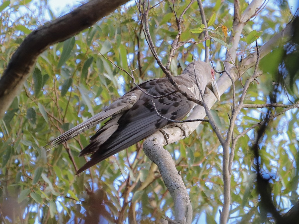 Channel-billed Cuckoo - ML646829648