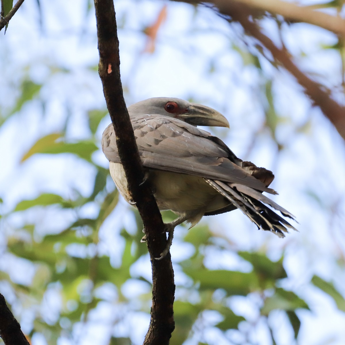 Channel-billed Cuckoo - ML646829649