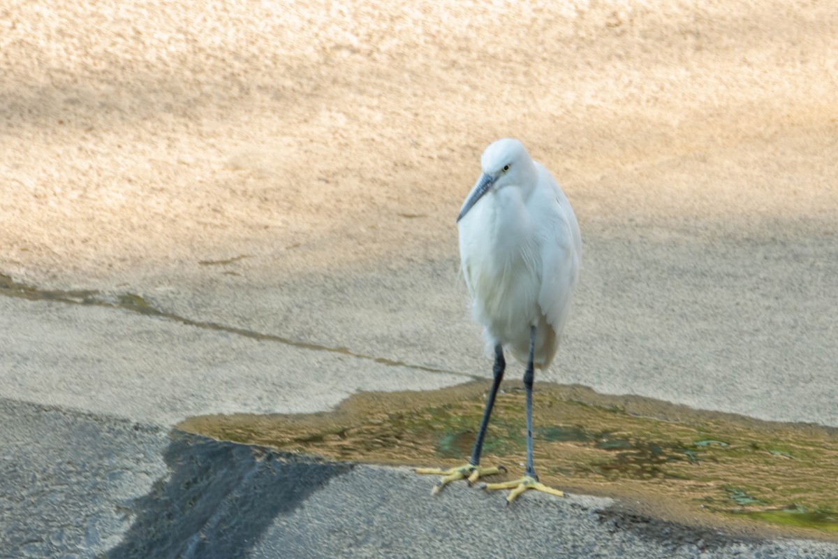 コサギ - ML646829650