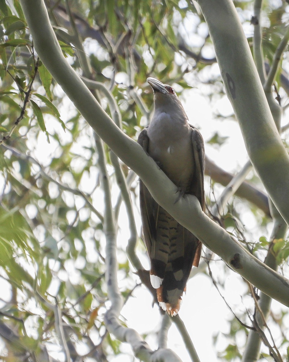 Channel-billed Cuckoo - ML646829651
