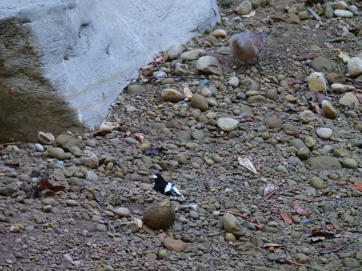 小剪尾 - ML646829652